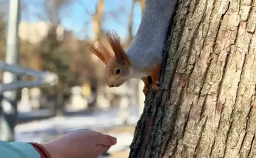 Белка. Фото donnews.ru