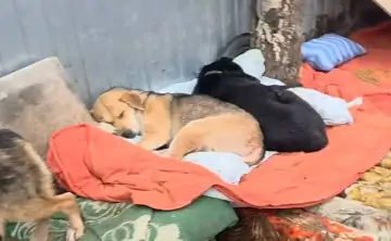 Выжившие собаки. Скрин из видео telegram-канала «Батайск Собачники»