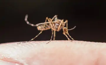 Комар. Фото предоставлено ООО «Медицина и Только»