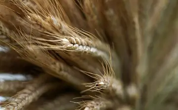 Рожь. Фото Кристина Кормилицына, Известия