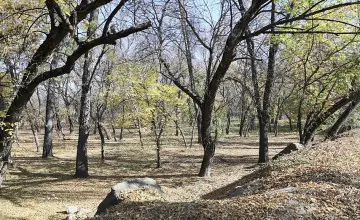 Левобережная роща. Фото пресс-службы администрации Ростова, rostov-gorod.ru