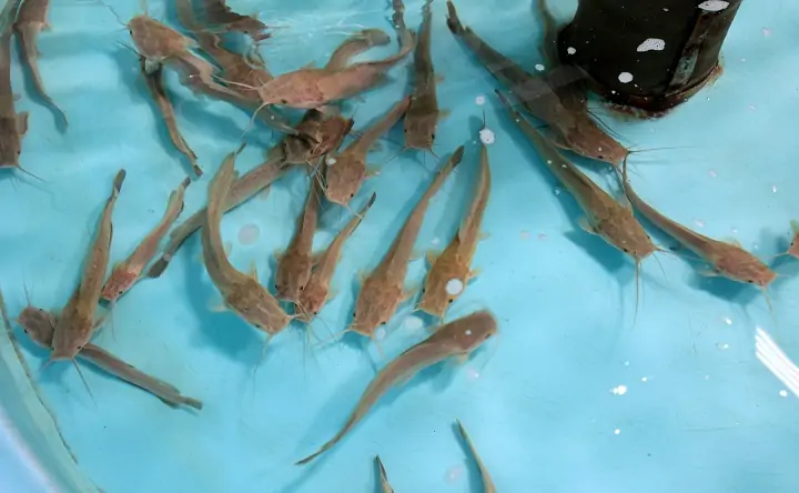 Рыбы. Фото пресс-службы губернатора Ростовской области