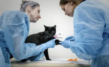 Ветеринары. Фото Романа Канащука, ТАСС