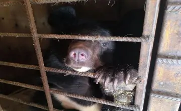 Гималайская медведица поедет в Ростов. Фото телеграм-канал Центр "Тигр"