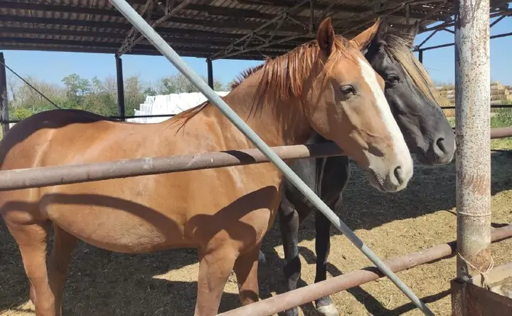 Лошади. Фото колхоза имени Мясникяна