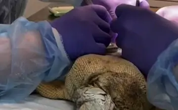 Момент кесарево сечения игуане. Фото пресс-службы парка «Малински»