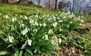 Подснежники. Фото donnews.ru