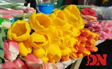 Тюльпаны. Фото donnews.ru