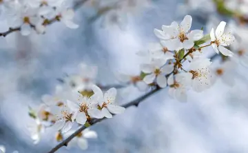 Цветение деревьев. Фото Дениса Демкова