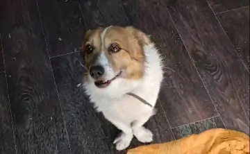 Спасённый волонтёрами Фрунзик. Фото Ирины Газарян