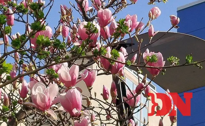 Магнолия расцветает в Ростове. Фото donnews.ru