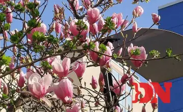 Магнолия расцветает в Ростове. Фото donnews.ru