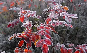 Замороженные листья. Фото ГУ МЧС по Ростовской области