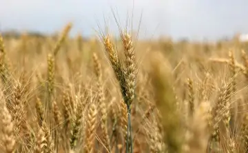 Пшеница. Фото пресс-службы губернатора Ростовской области