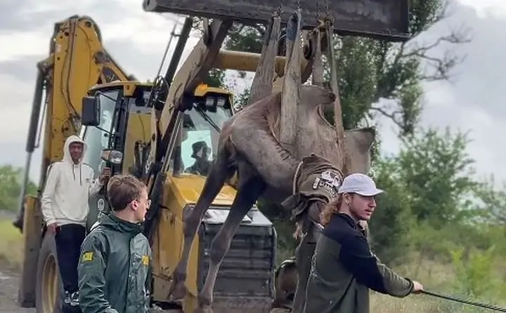 Верблюд Тоша. Фото пресс-службы парка «Малинки»