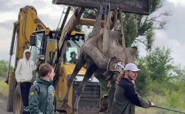 Верблюд Тоша. Фото пресс-службы парка «Малинки»