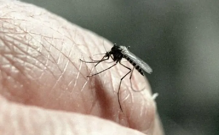 Комар. Фото Олега Ласточкина, РИА Новости