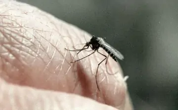 Комар. Фото Олега Ласточкина, РИА Новости