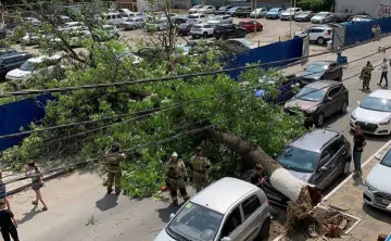 Упавшее дерево. Фото из telegram-канала «Тютина»