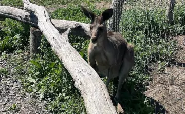 Кенгуру. Фото пресс-службы парка «Малинки»