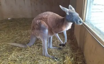 Кенгуру. Фото donnews.ru