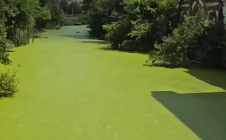Зелёная река. Скриншот с видео из социальных сетей
