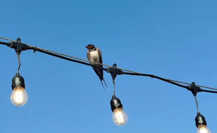 Ласточка. Фото donnews.ru