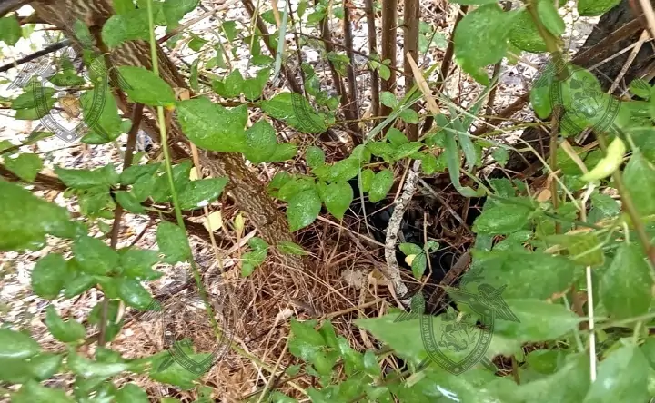 Кусты, где нашли пистолет. Фото пресс-службы Следкома по Ростовской области