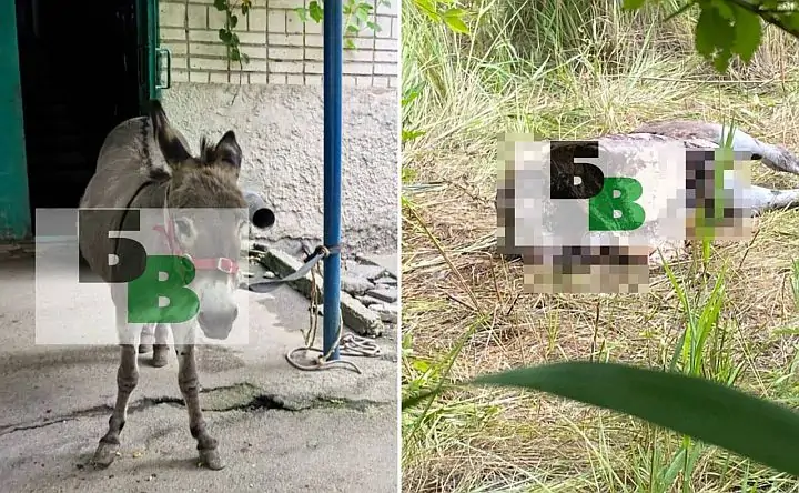 Ослик. Фото «Батайское время»