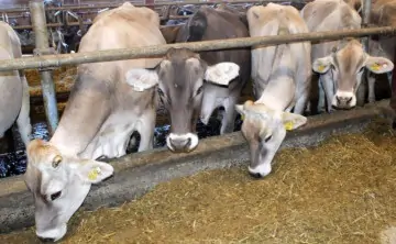 Коровы. Фото donland.ru