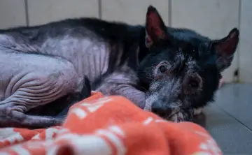 Собака. Фото предоставлено организаторами акции.