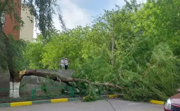 Рухнувшее дерево. Фото из соцсетей