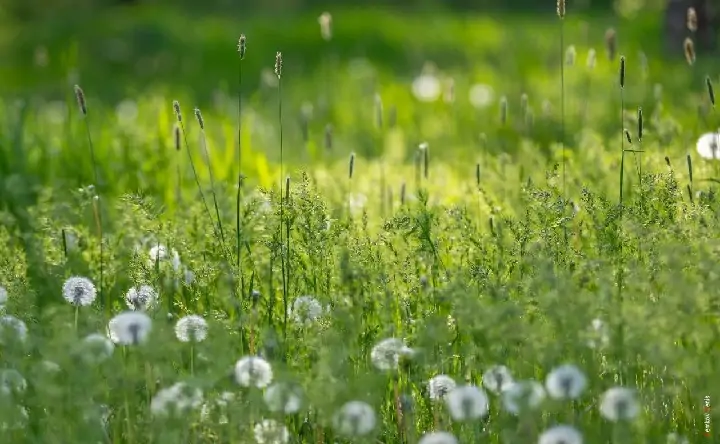 Одуванчики. Фото Дениса Демкова