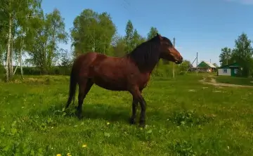 Конь. Фото donnews.ru