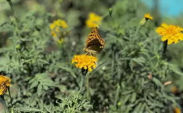 Бабочка. Фото donnews.ru