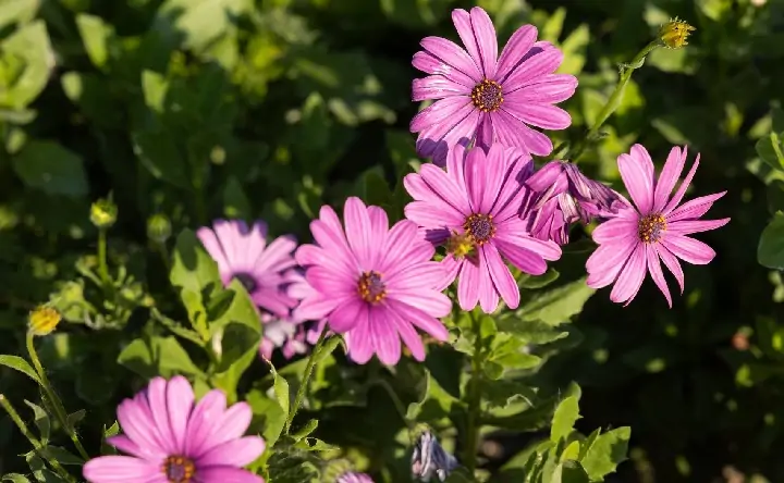 Цветы. Фото парка "Лога"