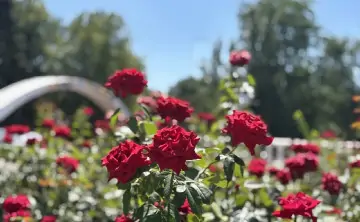 Цветы в парке. Фото donnews.ru