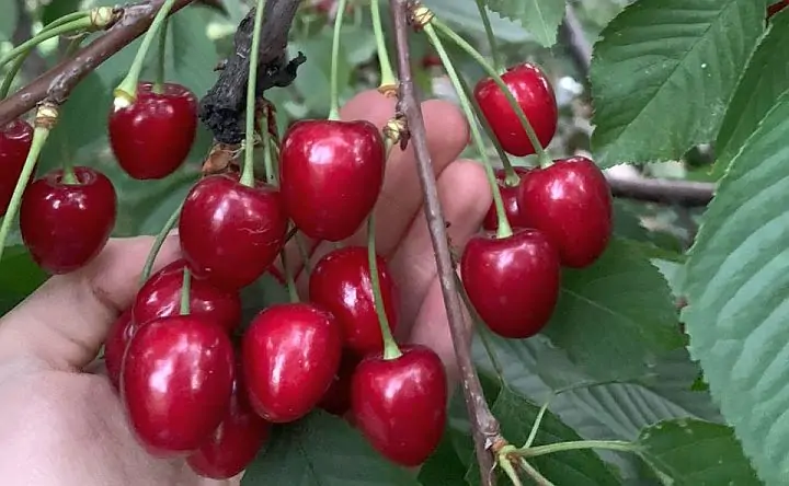 Черешня. Фото donnews.ru
