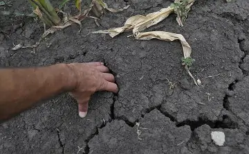 Засыхающие посевы. Фото РИА Новости, Андрея Архипова