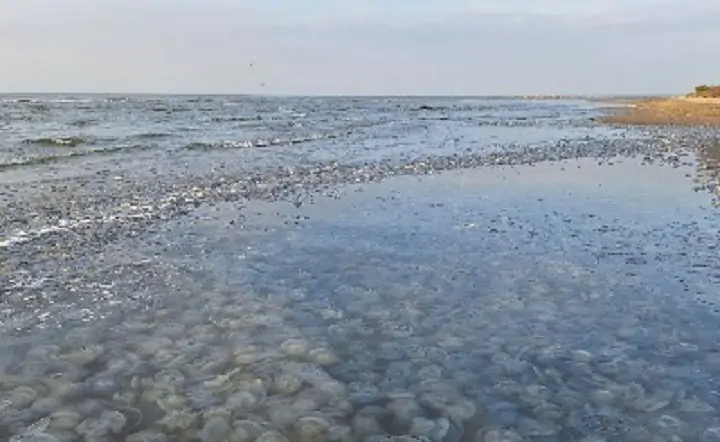 Скопление медуз. Фото с официального сайта АзНИИРХ