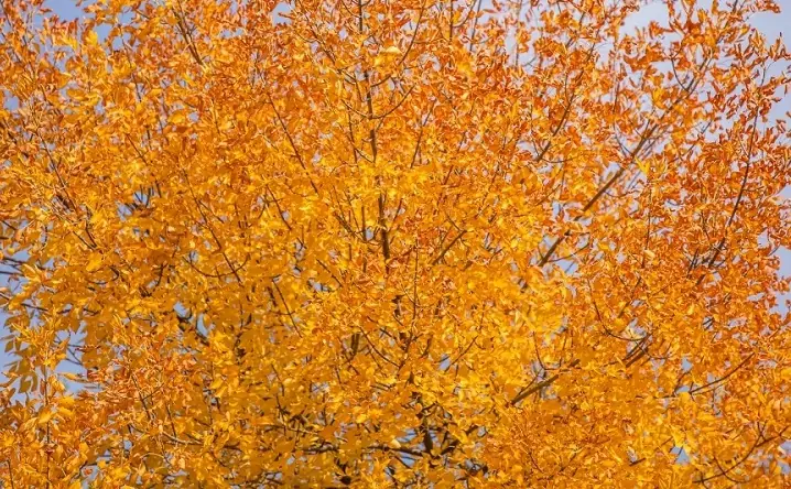 Осень. Фото Дениса Демкова