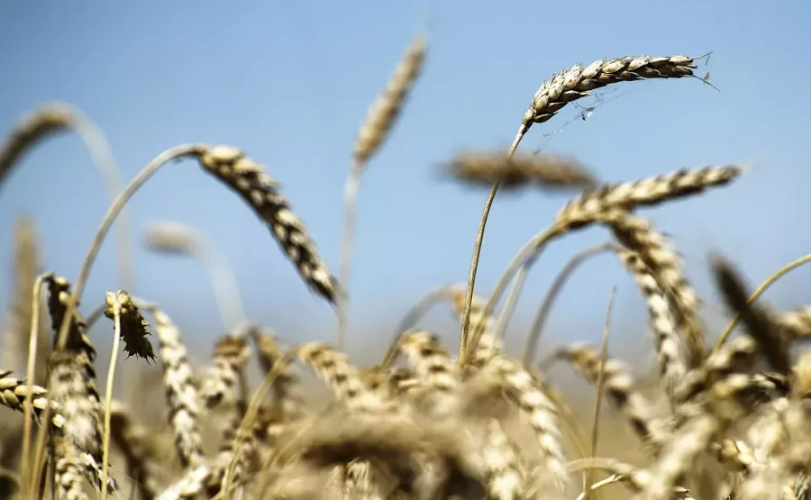 Пшеница. Фото Константина Михальчевского, РИА Новости