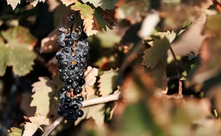 Виноград. Фото Евгения Чистякова