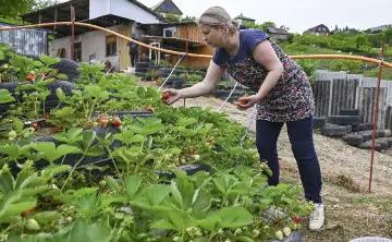 Сбор урожая. Фото для иллюстрации Артура Лебедева, РИА Новости