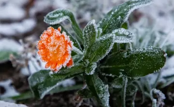 Заморозки. Фото Александра Подгорчука