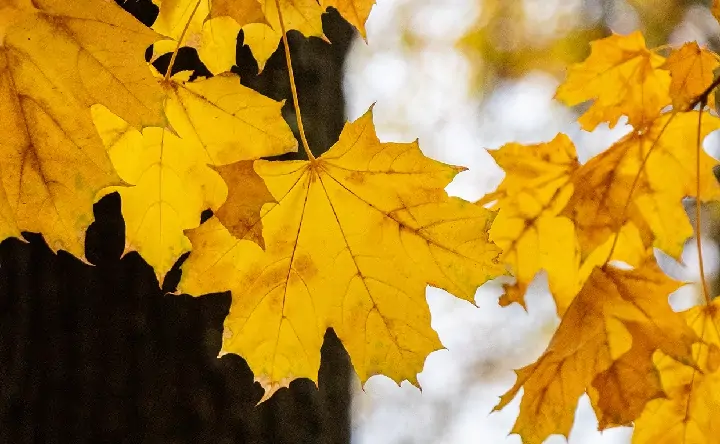 Листья клёна. Фото Дениса Демкова