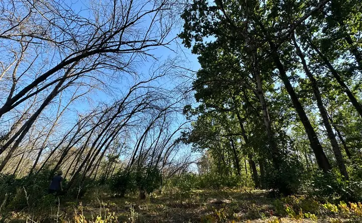 Поражённые ясени. Фото управления благоустройства и лесного хозяйства Ростова