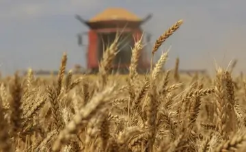 Пшеница. Фото Дмитрия Рогулина, ТАСС