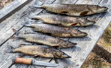 Щука. Фото Илья Тимин, РИА Новости