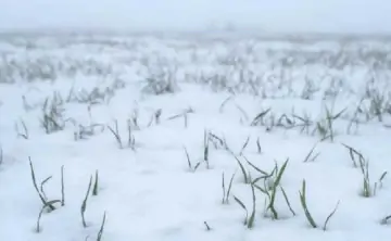 Озимые. Фото пресс-служба губернатора Ростовской области